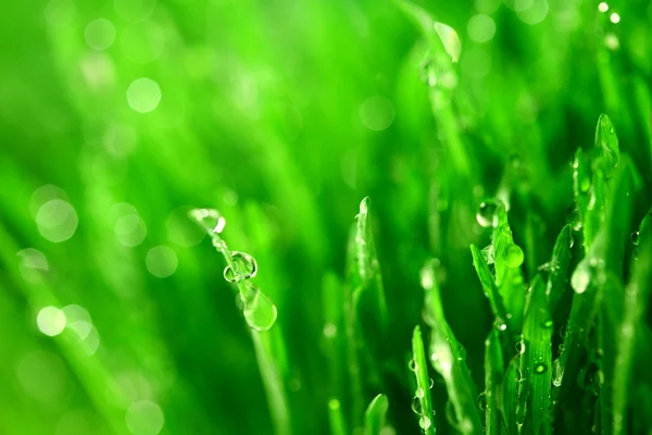 Grass nature background — Stock Photo, Image