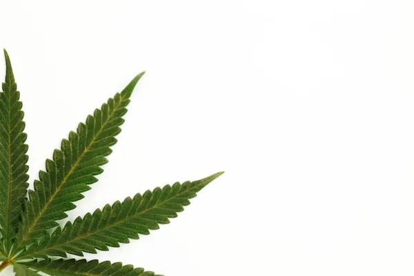 Kannabisz levél — Stock Fotó