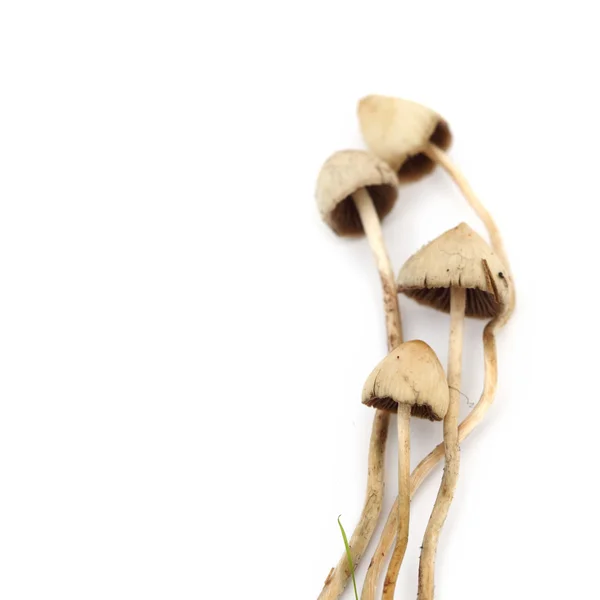 Psilocybe semilanceata — Stok fotoğraf