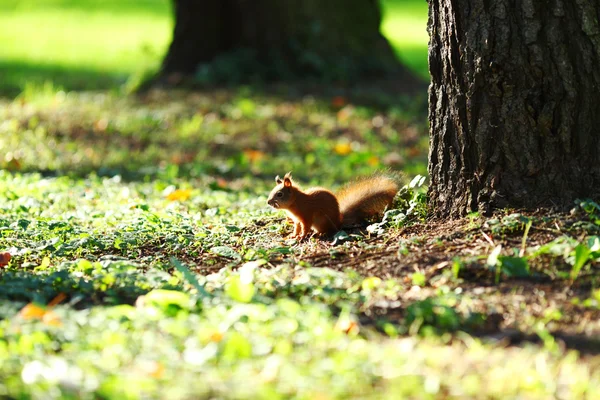 Wiewiórka w jesiennym lesie — Zdjęcie stockowe