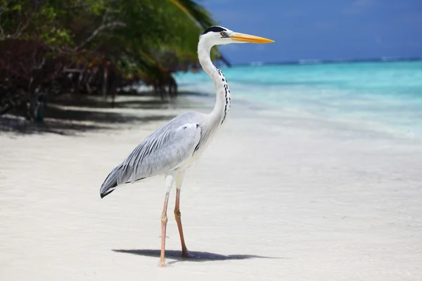 stock image Stork on the ocean