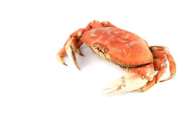 Dungeness crab clipart