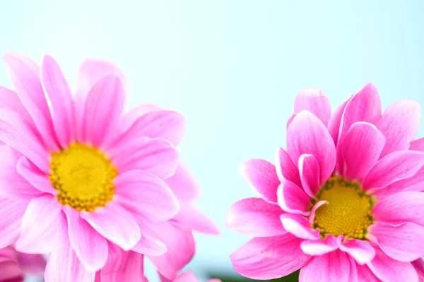 Pink chrysanthemum — Stock Photo, Image