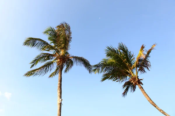 Palm in blauwe hemel — Stockfoto