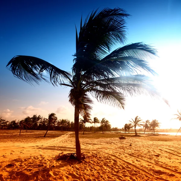 Desert palm — Stockfoto