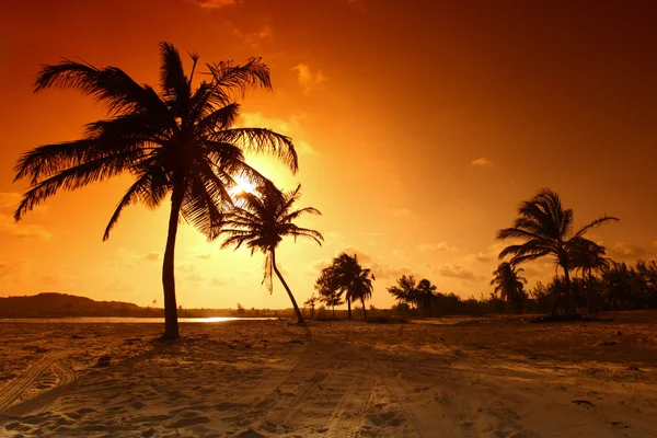 日出棕榈 — 图库照片