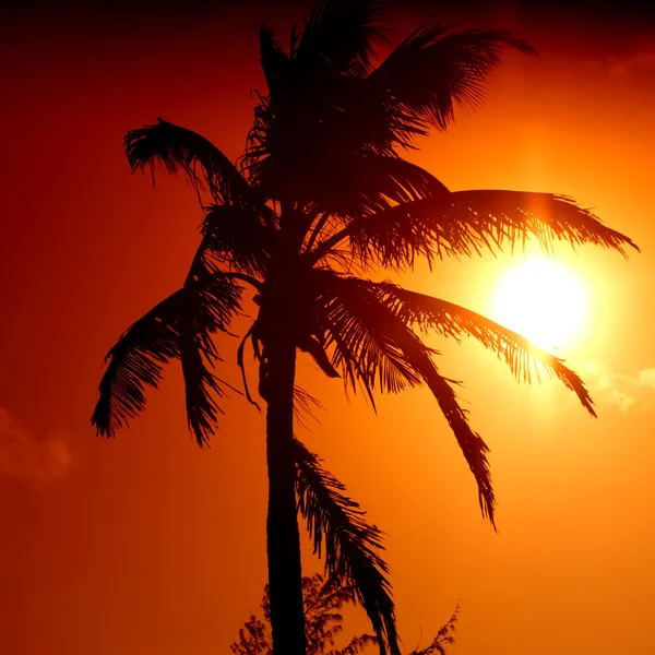Sonnenaufgangspalme — Stockfoto