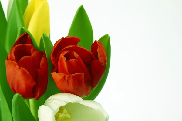 Tulipani colorati — Foto Stock