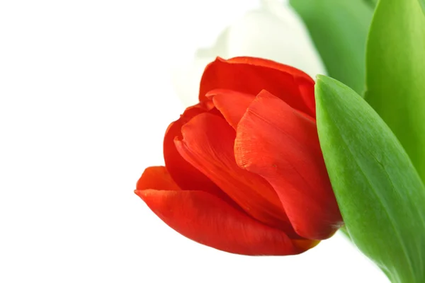 Барвисті тюльпани — стокове фото