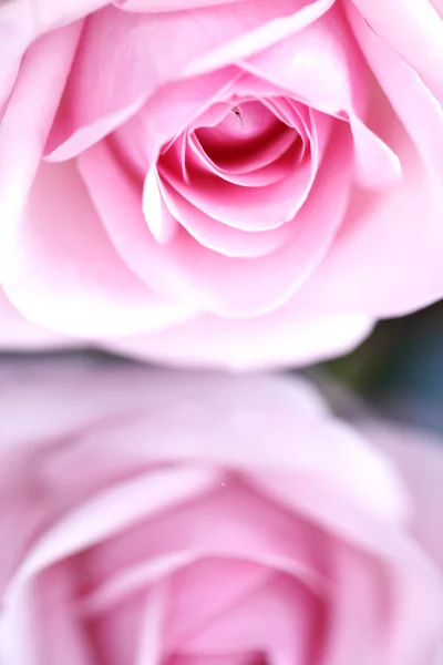 Rosa Ros — Stockfoto