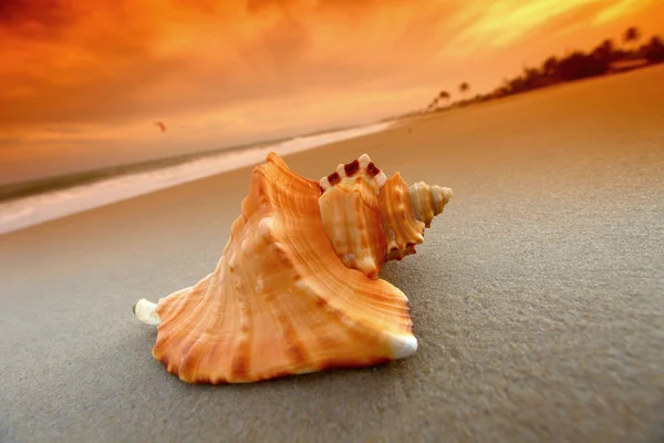 stock image Shell