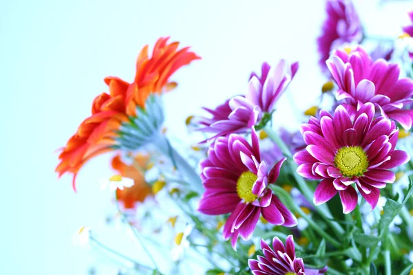 Colourful summer flowers — Stock Photo, Image