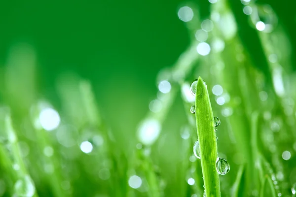 Grass nature background — Stock Photo, Image