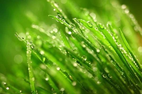 Grass nature background — Stock Photo, Image