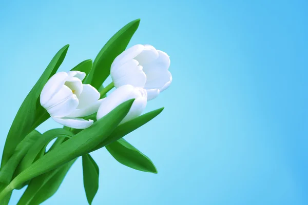 Tulipano bianco — Foto Stock