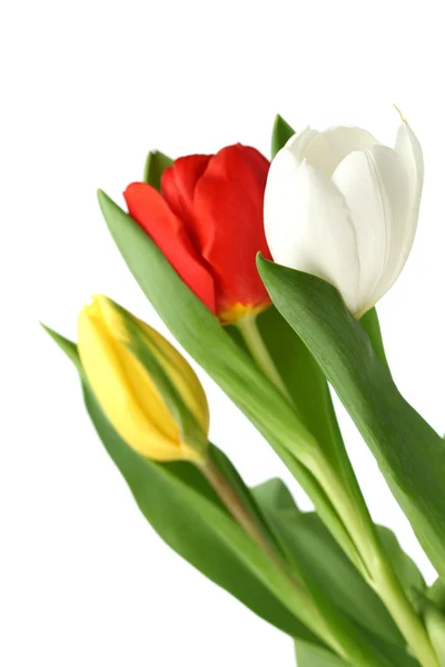 Colorful tulips Royalty Free Stock Images