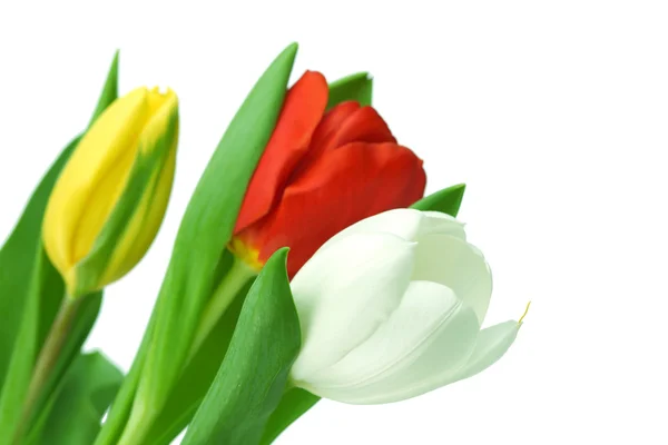 Colorful tulips Royalty Free Stock Images