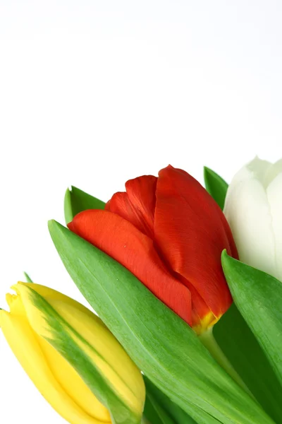 Colorful tulips Stock Photo