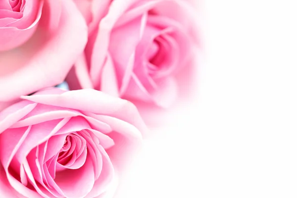 Pink rose Stock Image