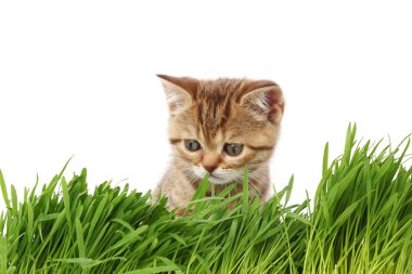 Cat behind grass clipart