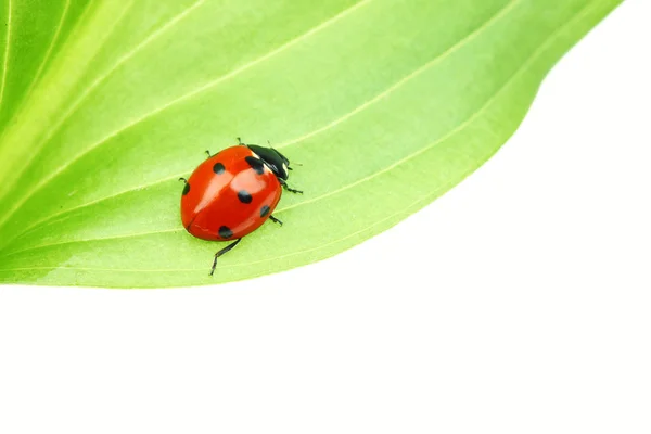 Ladybug on leaf — Stock Photo, Image