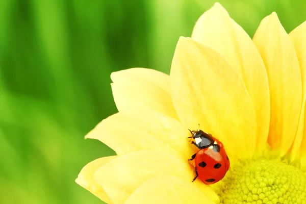 Ladybug on yellow flower — Stock Photo, Image