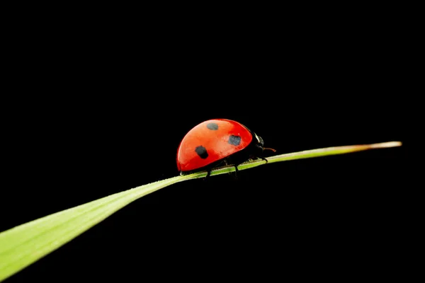 stock image Ladybug isolated on black