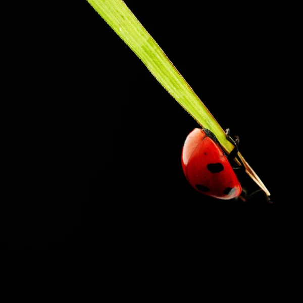 Ladybug isolated on black — Stock Photo, Image