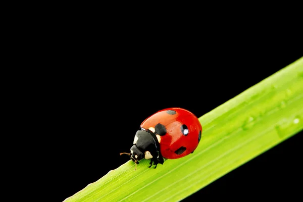 Lieveheersbeestje geïsoleerd op zwart — Stockfoto