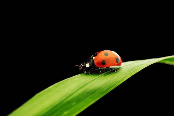 Joaninha isolada em preto — Fotografia de Stock