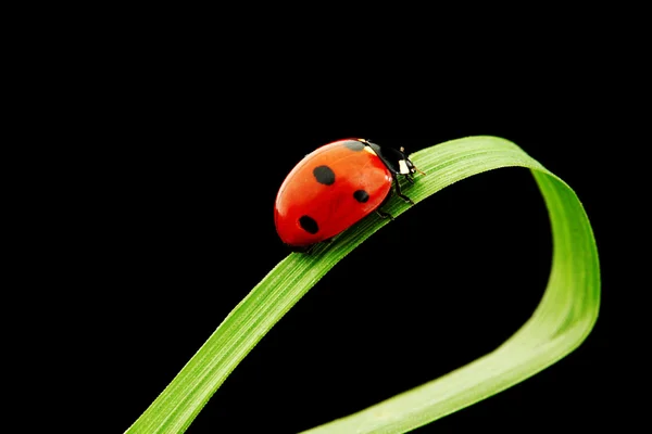 Ladybug isolated on black — Stock Photo, Image