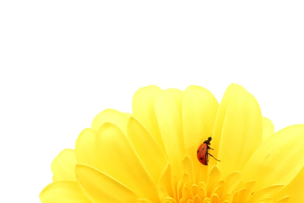 Coccinella su fiore giallo — Foto Stock