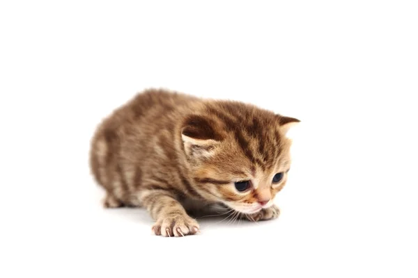 Изолированная кошка — стоковое фото