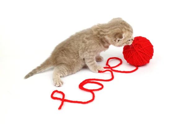 Liefde kat — Stockfoto