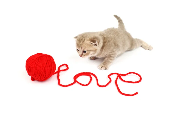 Kot miłości — Zdjęcie stockowe