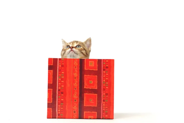 Gato na caixa de presente — Fotografia de Stock