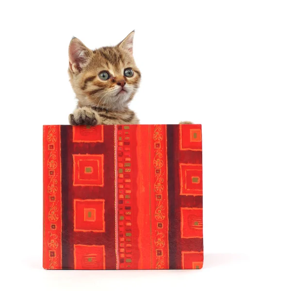 Кіт у подарунковій коробці — стокове фото