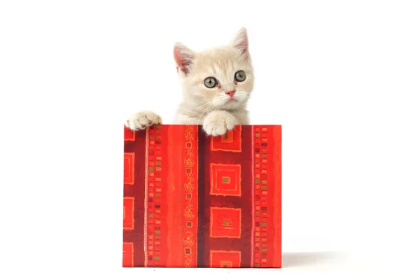 ギフト用の箱の猫 — ストック写真