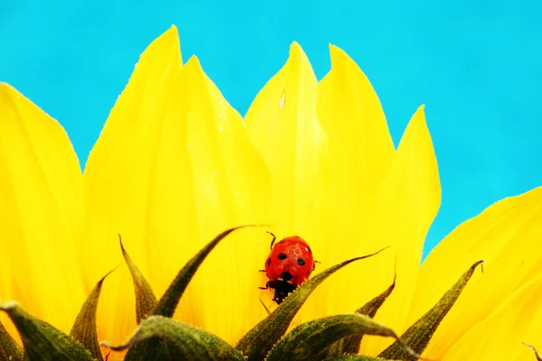 Coccinella sul girasole — Foto Stock