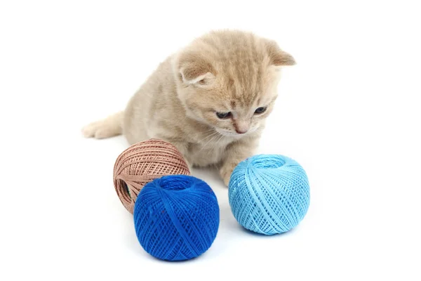 stock image Cat and blue wool ball