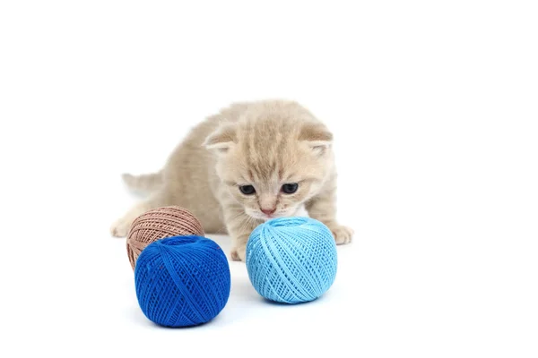 Cat and blue wool ball — Stock Photo, Image