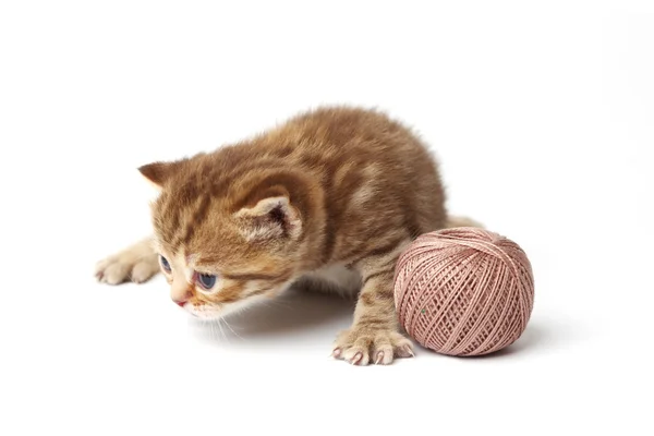 Cat and gray wool ball — Stock Photo, Image
