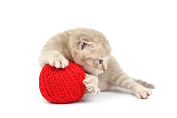 Katt och röda ull bollen — Stockfoto