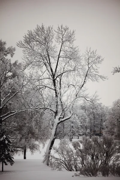 Winter trees — Stock Photo, Image