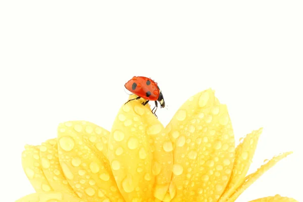 Kumbang pada bunga kuning — Stok Foto