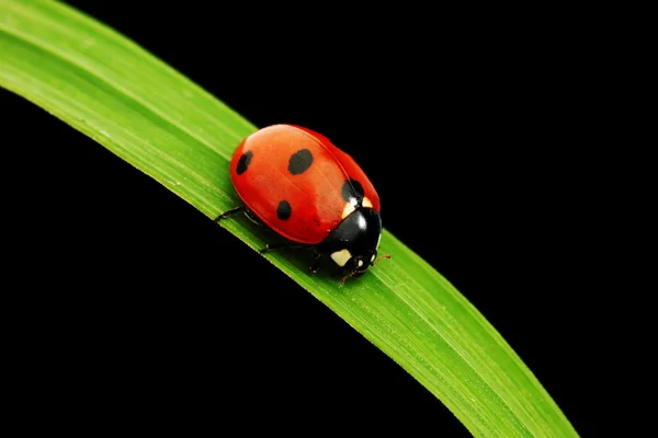 Ladybug isolated on black Royalty Free Stock Photos