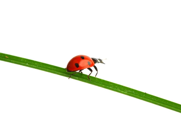 Ladybug on grass Stock Photo