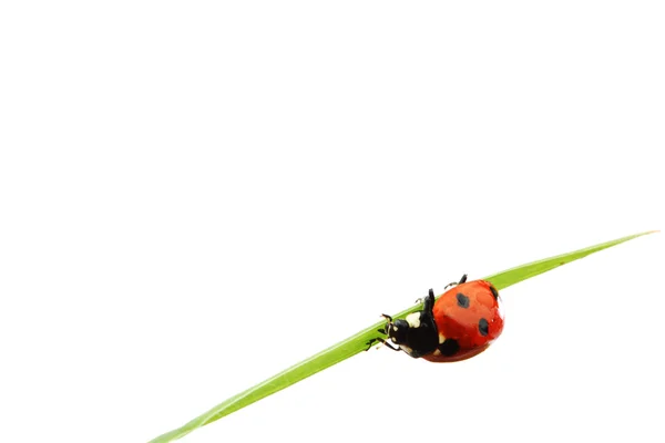 Ladybug on grass Royalty Free Stock Images