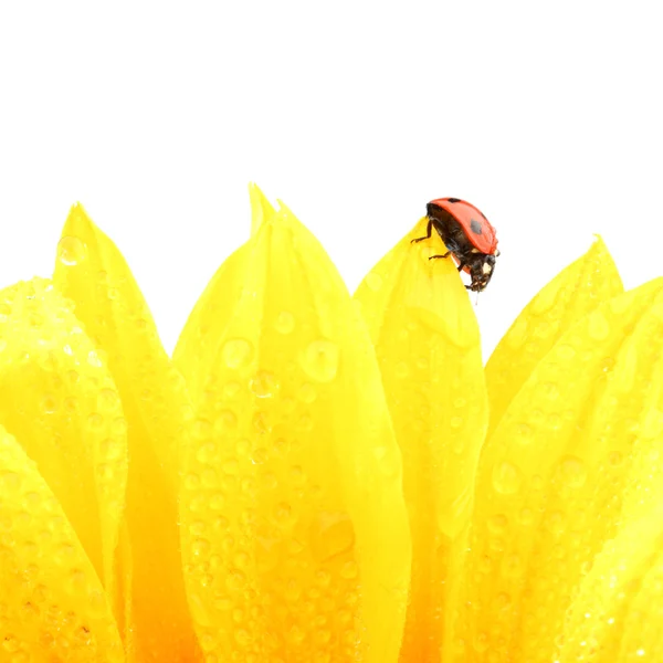 Ladybug on sunflower Stock Picture