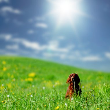 Dog on green grass field clipart